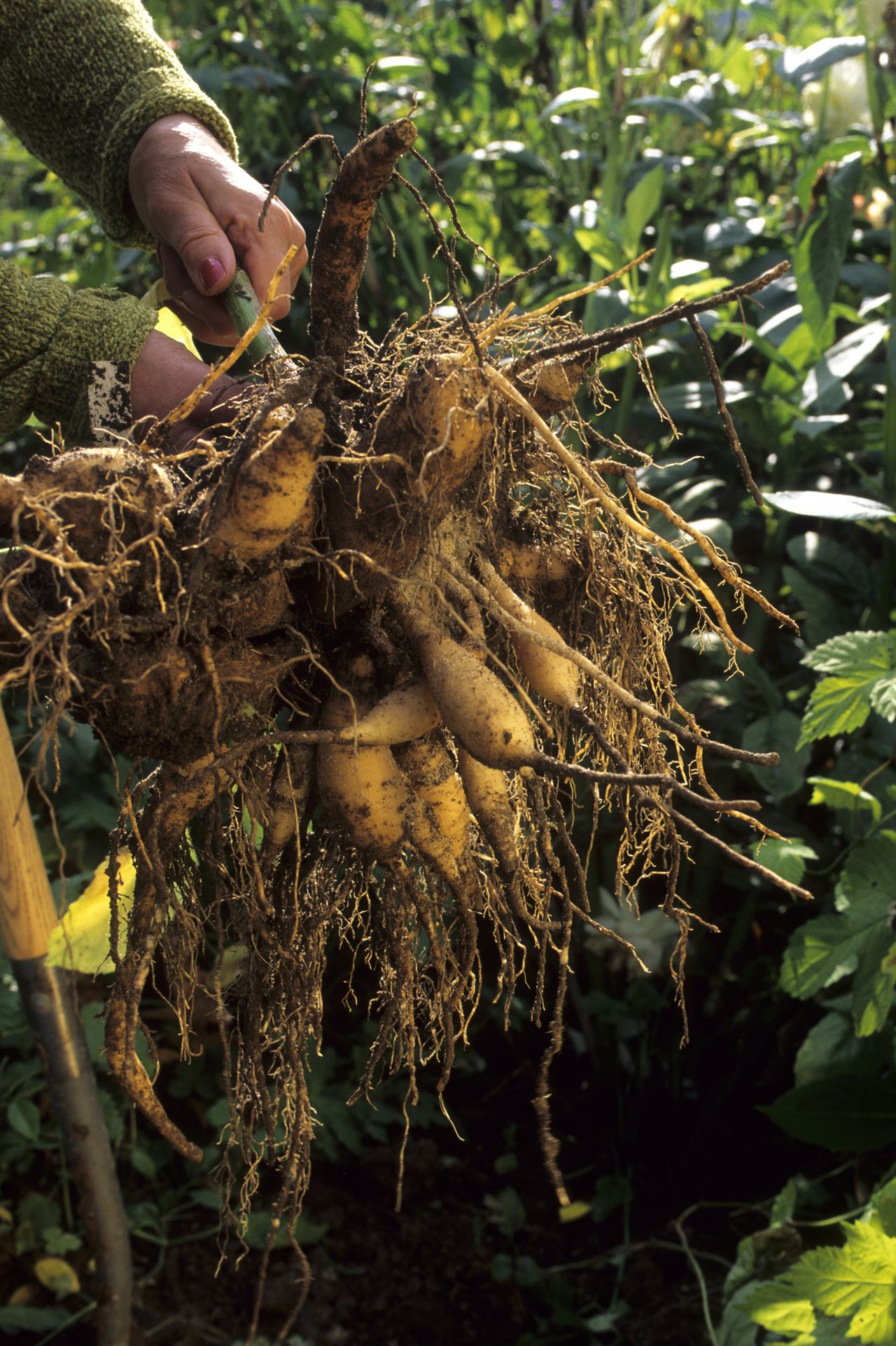 Dahlia roots on a spade held by a woman in the garden