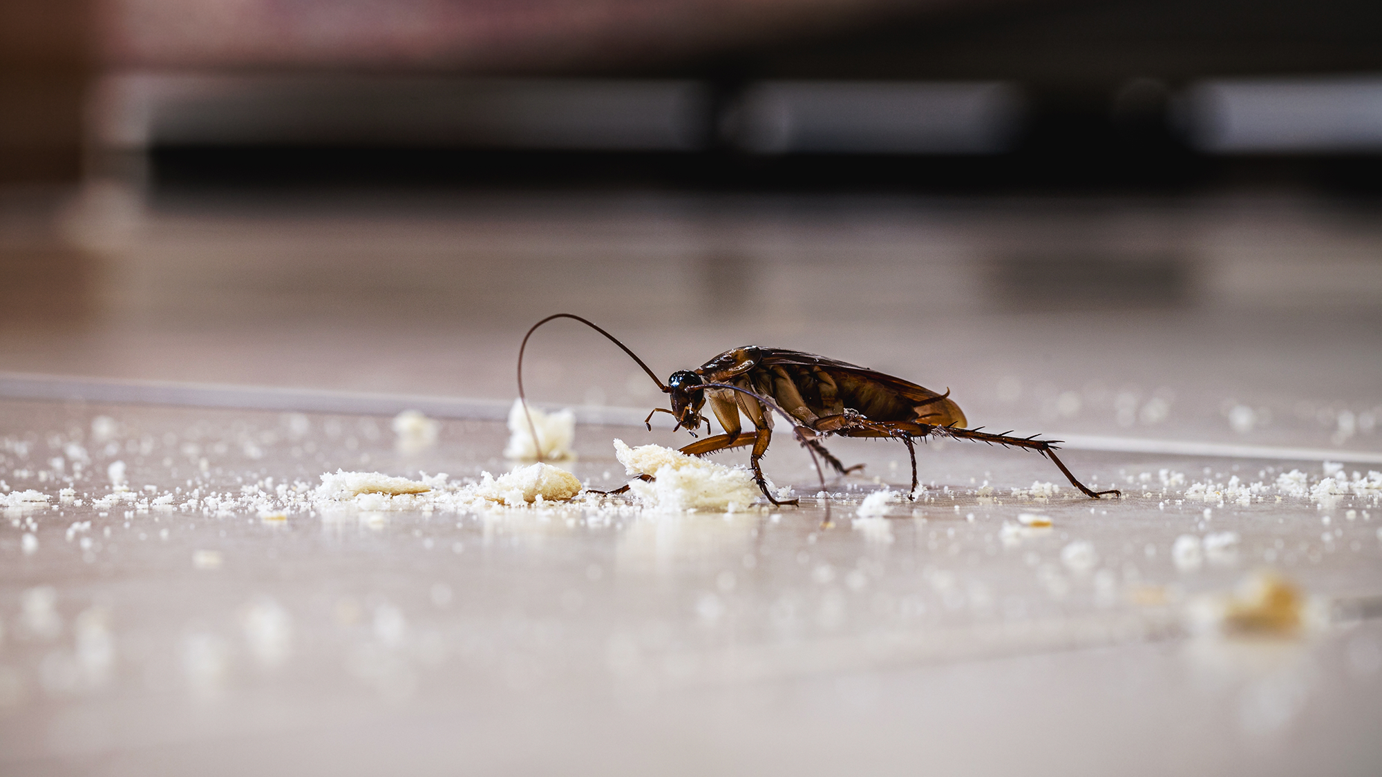 Cockroaches inside eating food