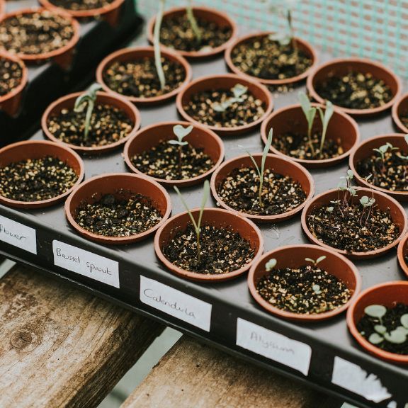 What To Do With Unwanted Seedlings Gardening Know How