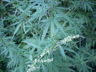 Wild cannabis grows in the mountain foothills of Eurasia, from the Caucasus Mountains to East Asia. These particular plants are from the Tian Shan Mountains of Kazakhstan.