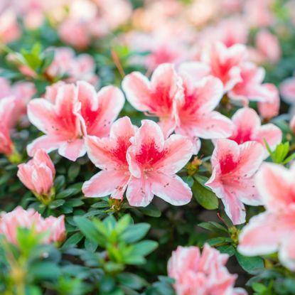 azalea flowers