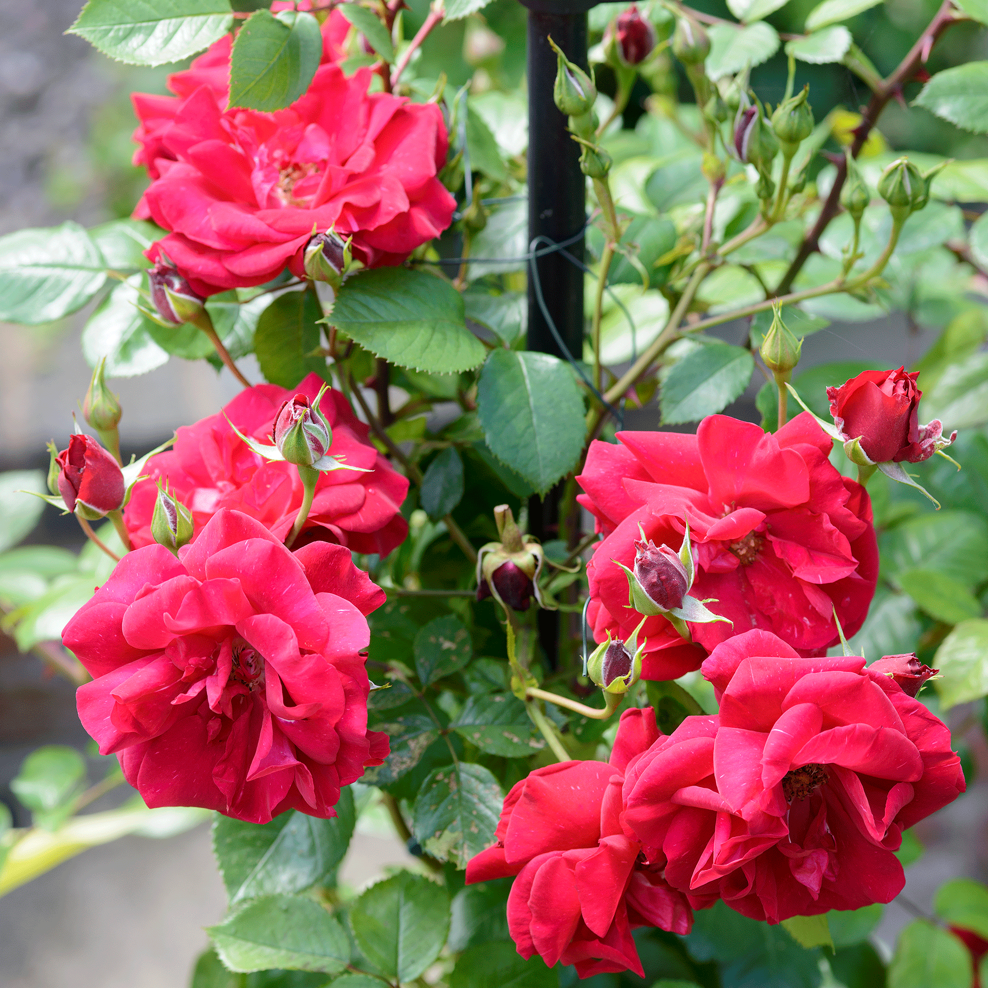 Roses in garden