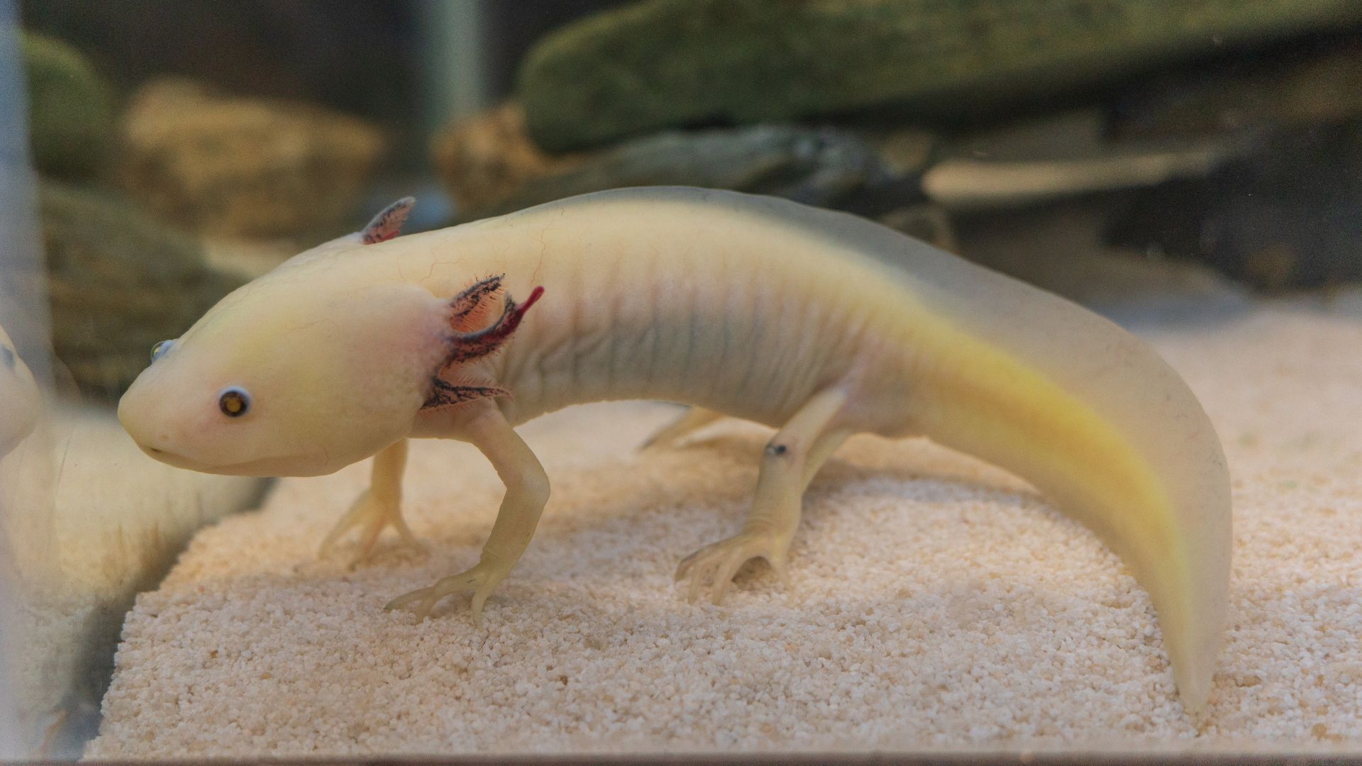 Axolotl in water, resting on sand