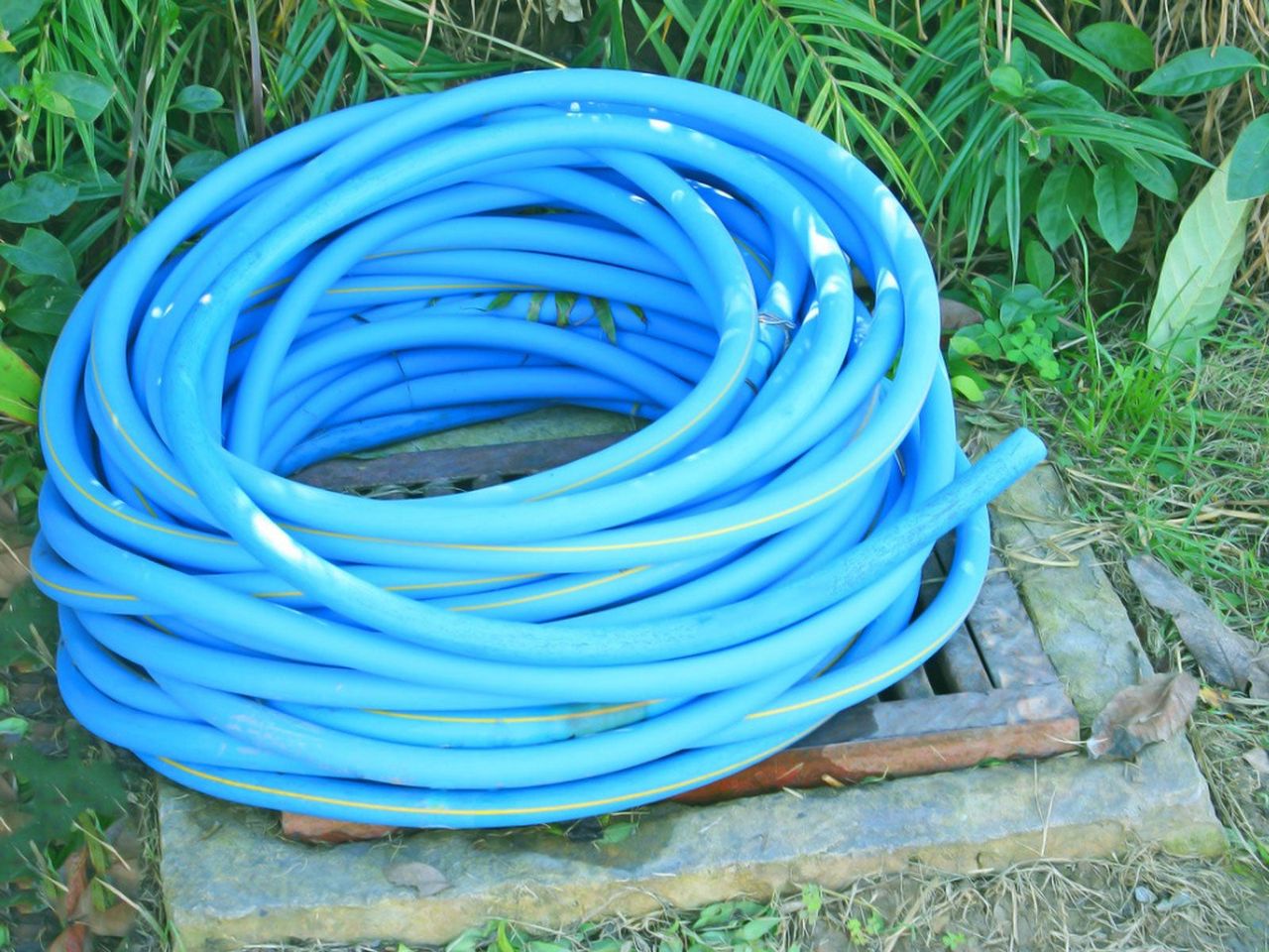 Blue Garden Hose In The Garden