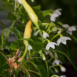 Chilli plant close-up
