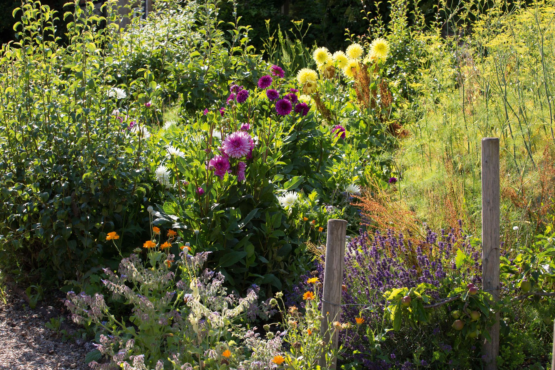 How to start a cut flower garden from the best floral picks to care