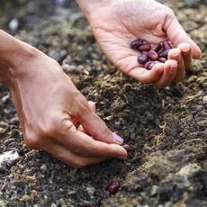 One hand holding seeds and the other planting them in a row