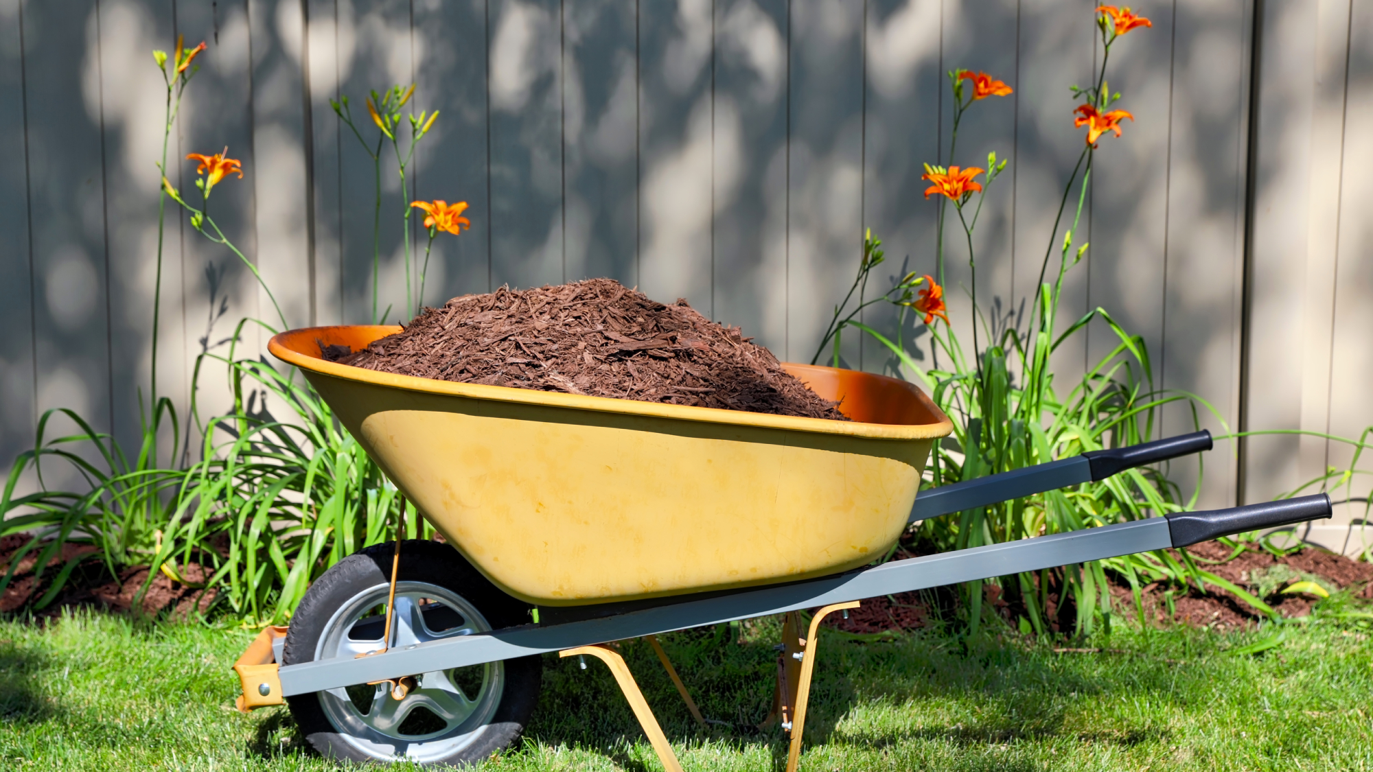 wheelbarrow full of mulch in yard