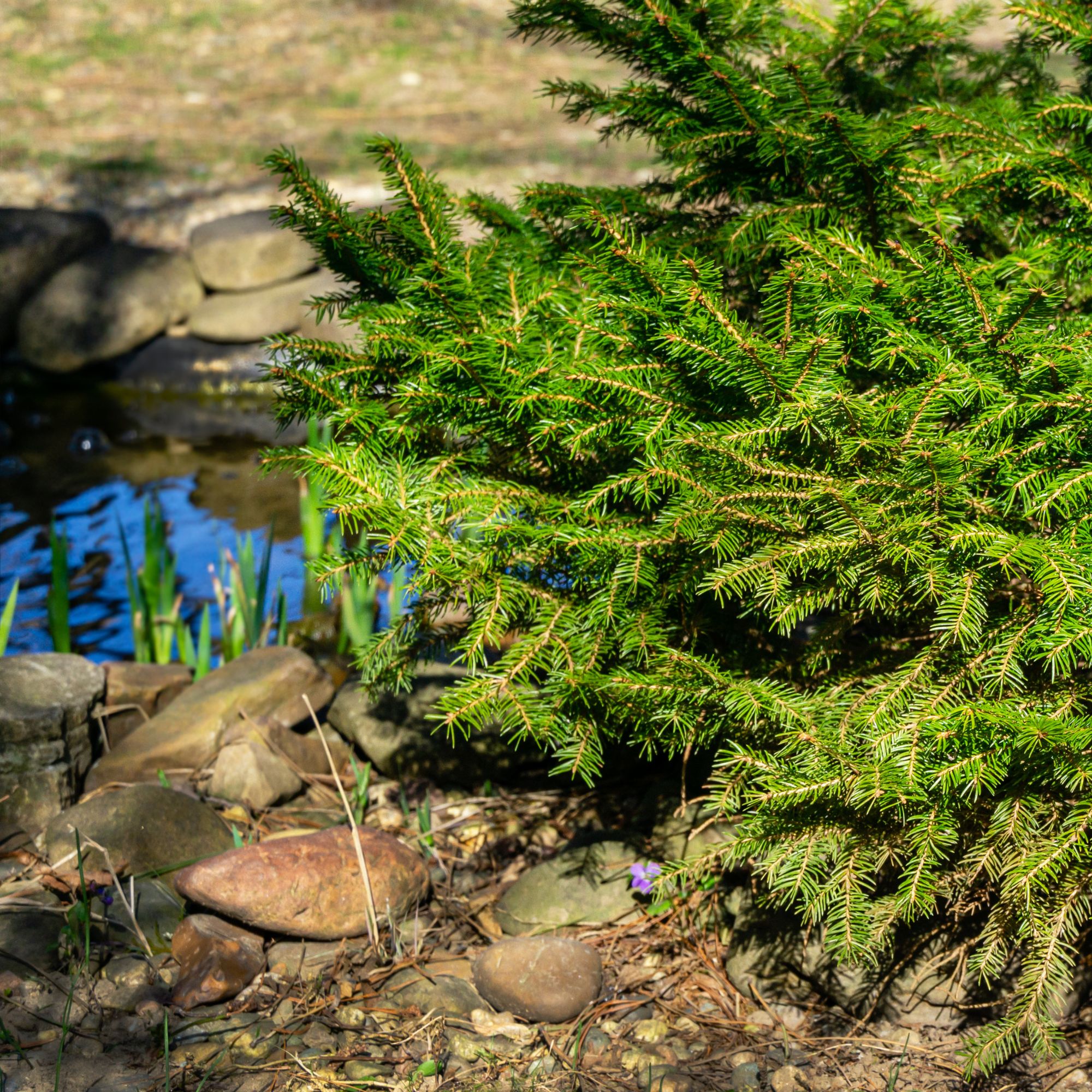 garden pond with Christmas tree