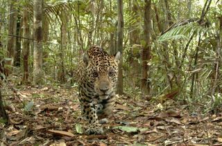 camera-trap-jaguar-110303-02