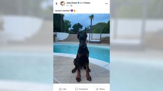 A photo of Joey Essex's Doberman Pinscher