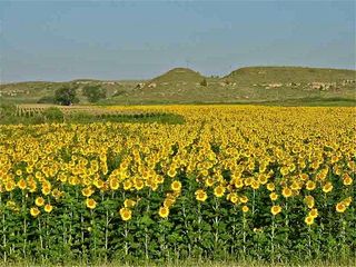 millions of seeds produced in fields of sunflowers like the one shown above was for poultry feed