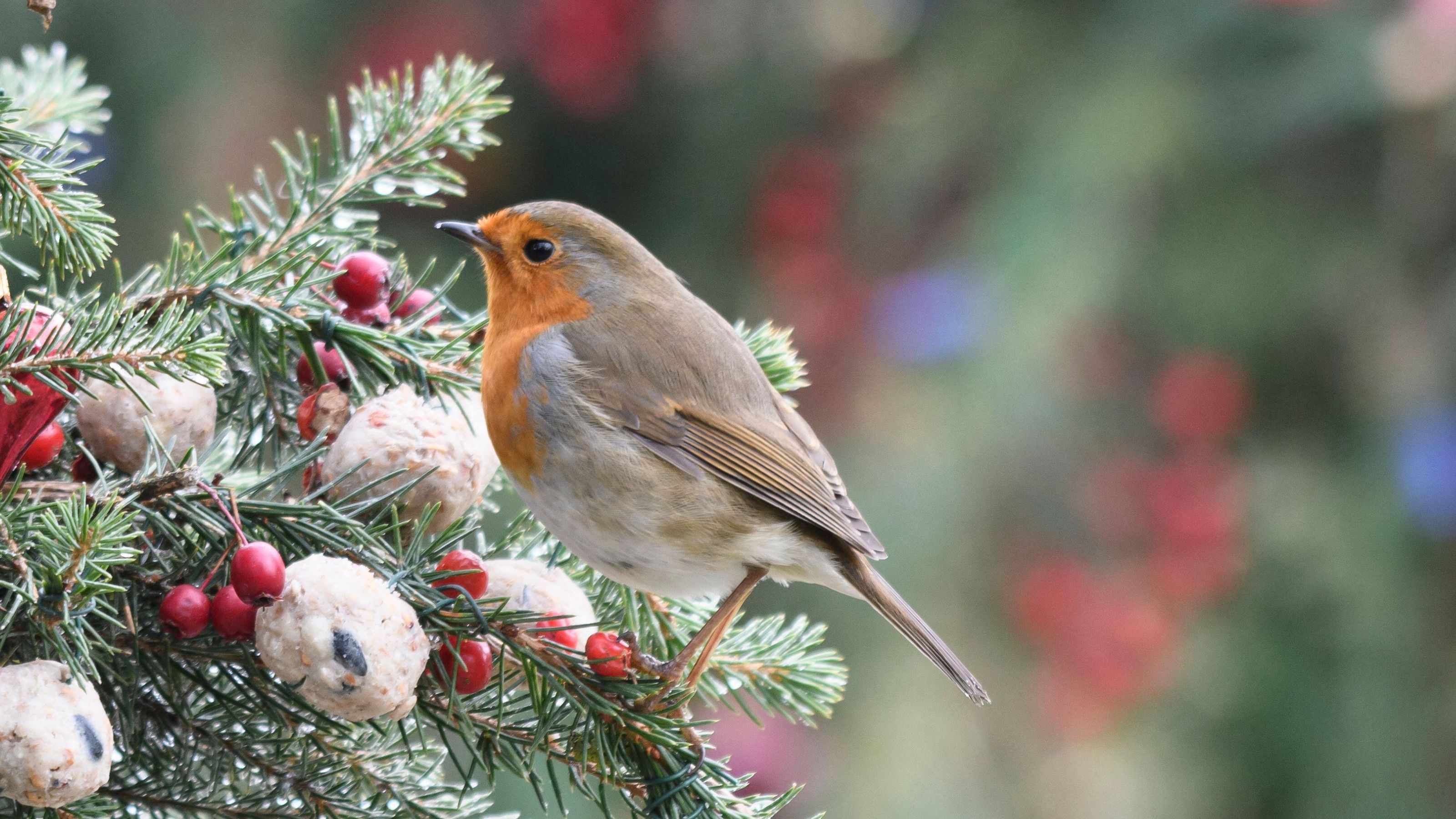 robin on Christmas tree