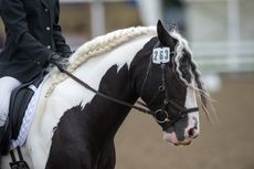 BDNAT_2013_HAIRY_COB-4738.jpg