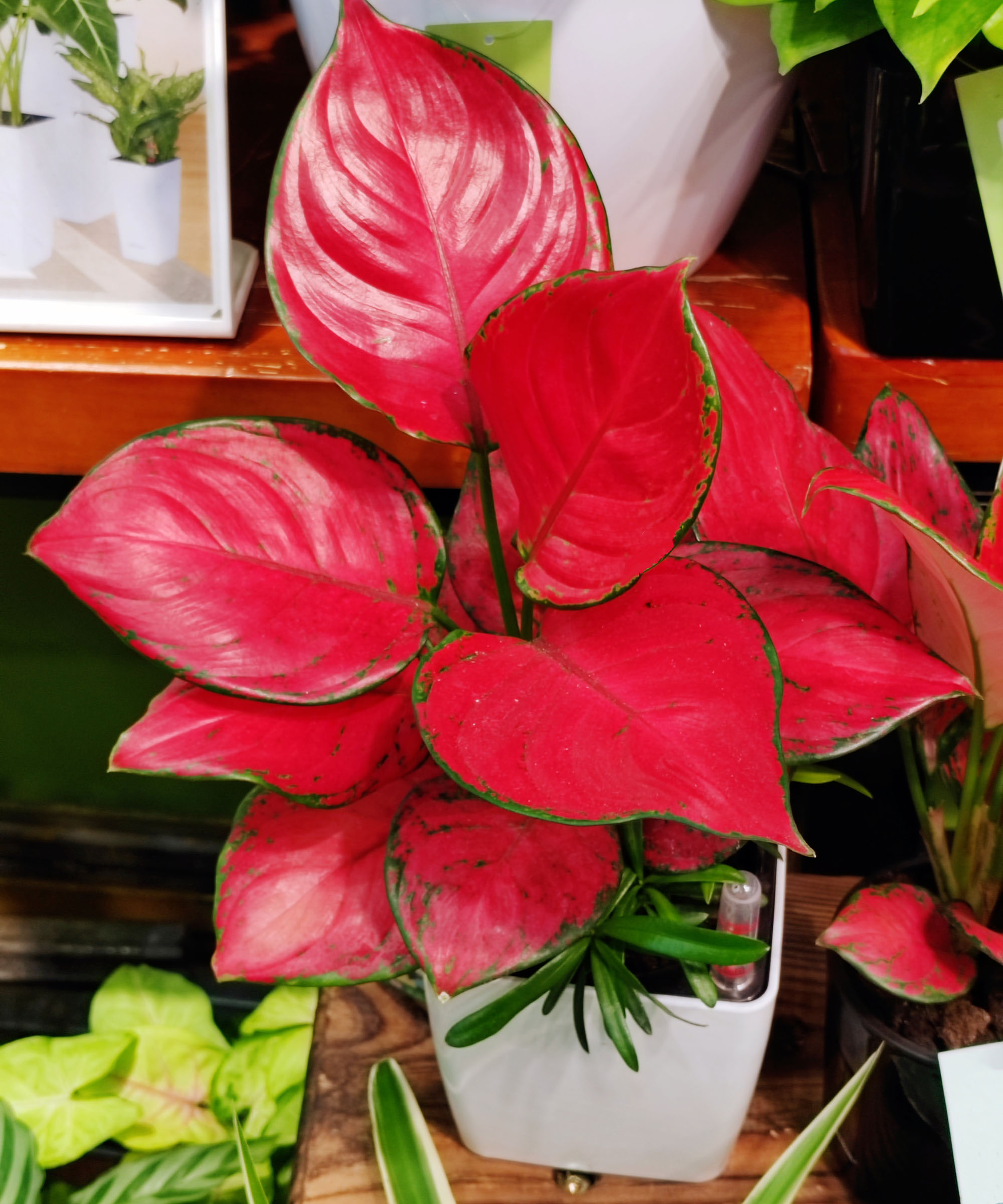 Red chinese evergreen houseplant