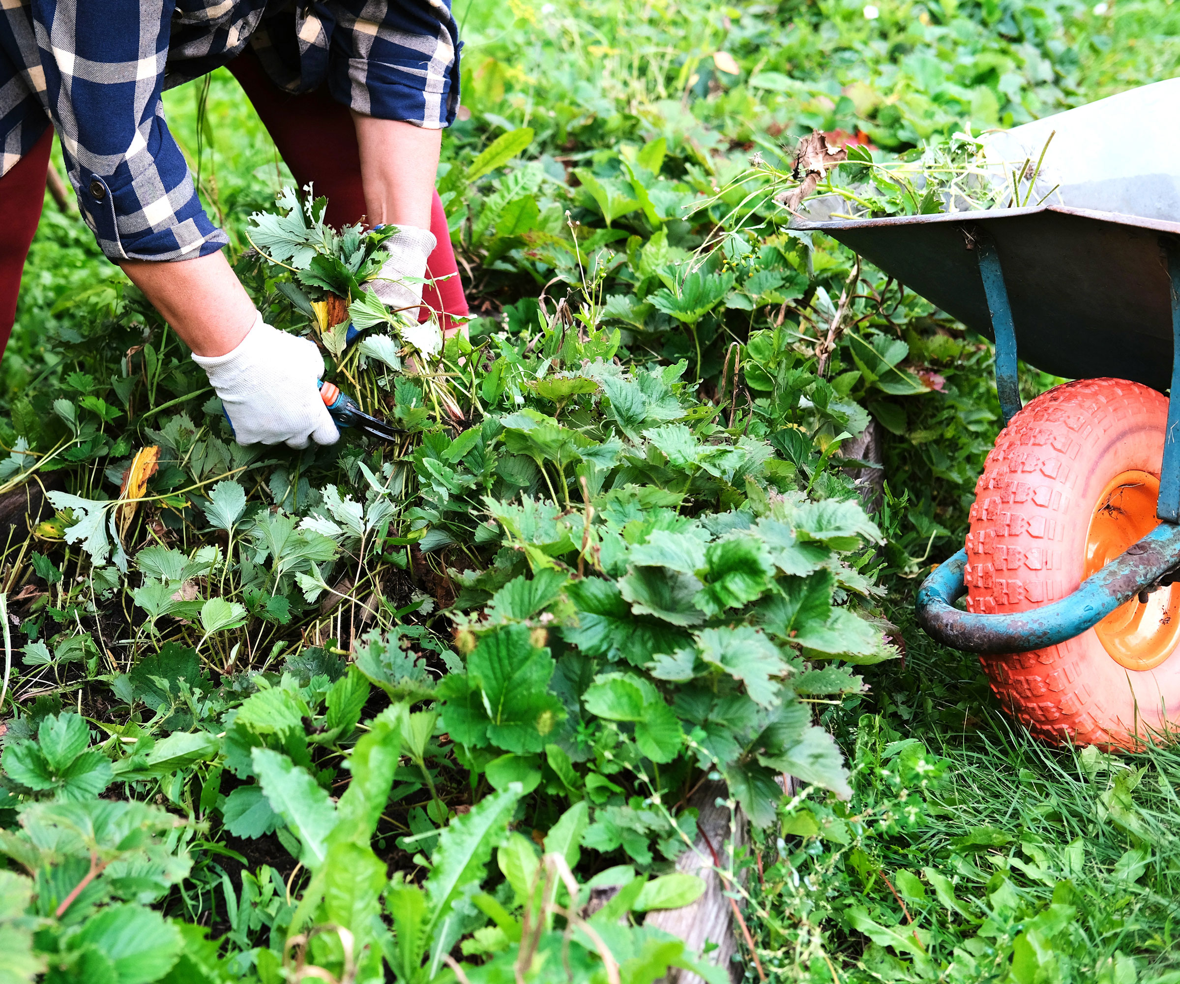 weeding a raised bed containing strawberry plants near a wheelbarrow