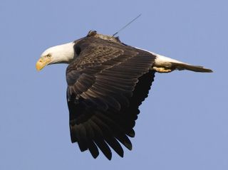 A flying bald eagle