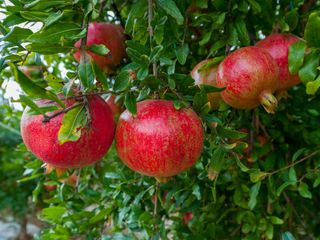 pomegranate tree with fruit