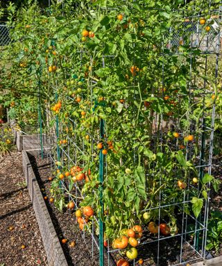 Tomato cage trellis in raised beds