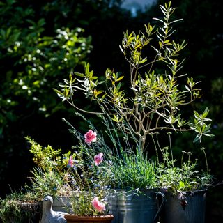 A potted olive tree among other potted plants