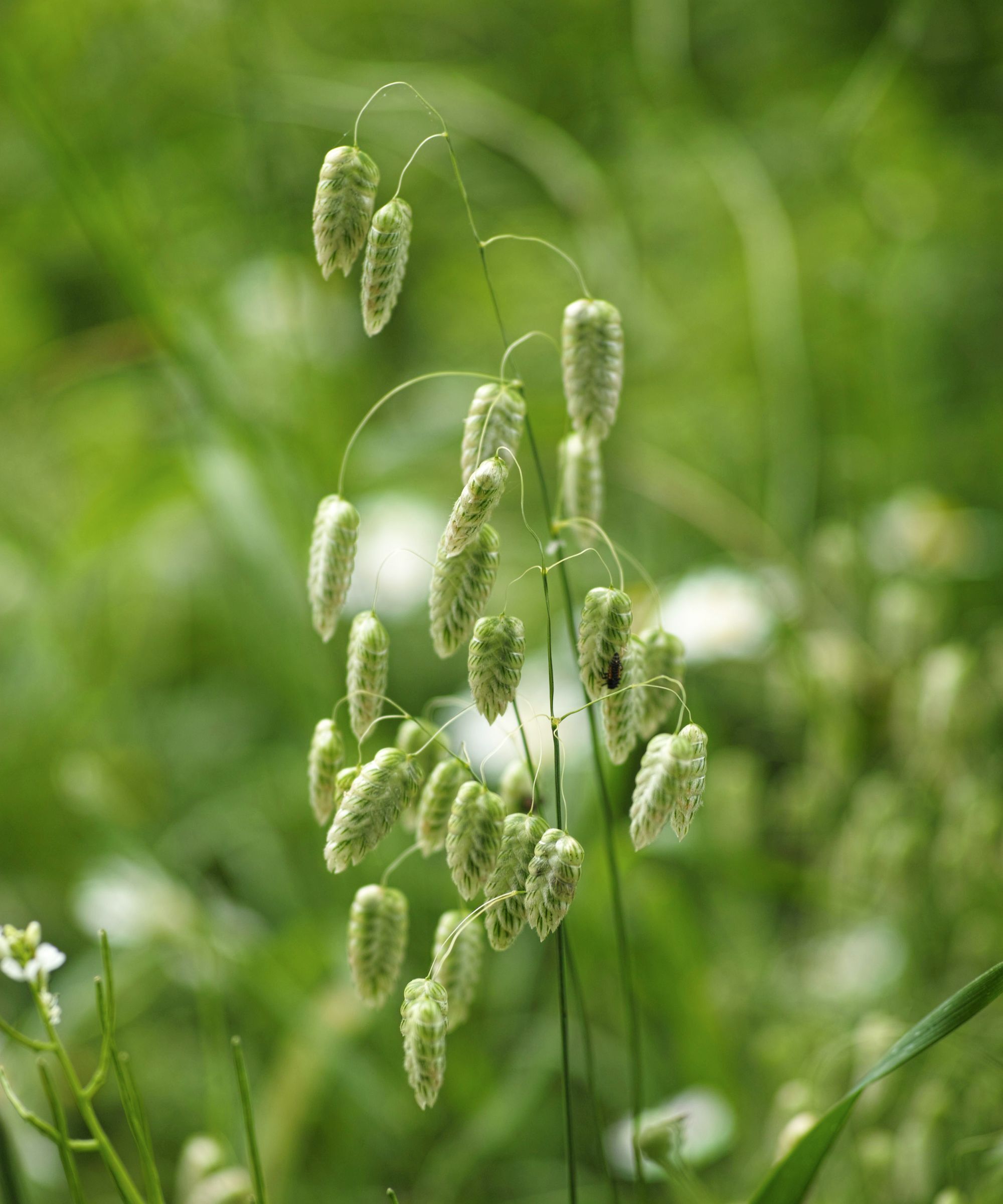 Ornamental Grass