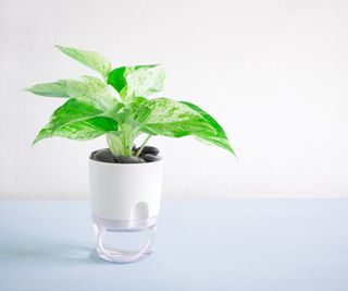 A potted pothos plant suspended over a dish of water with a water wick hanging from it