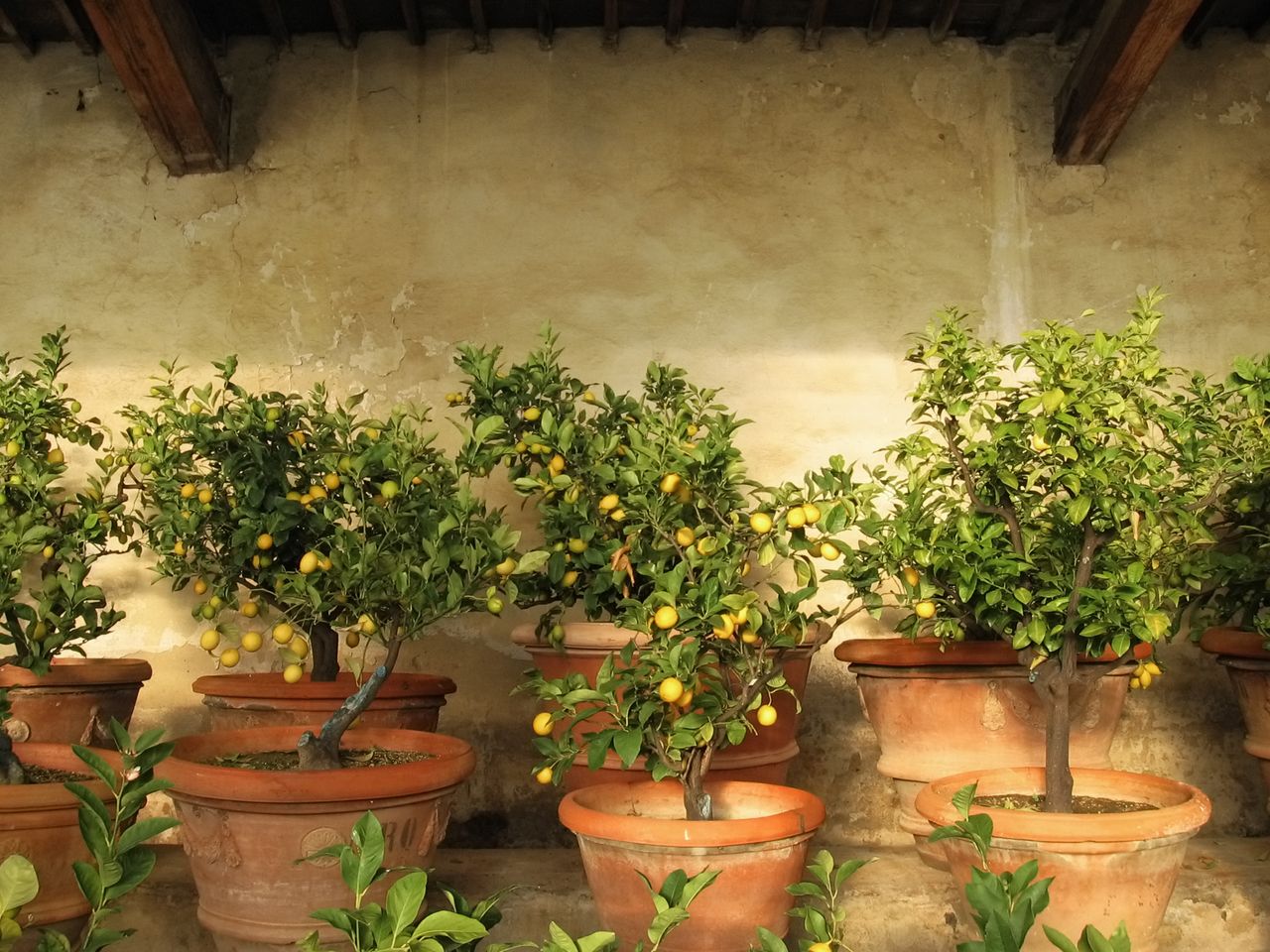 Lemon trees in old-fashioned rural lemon tree house