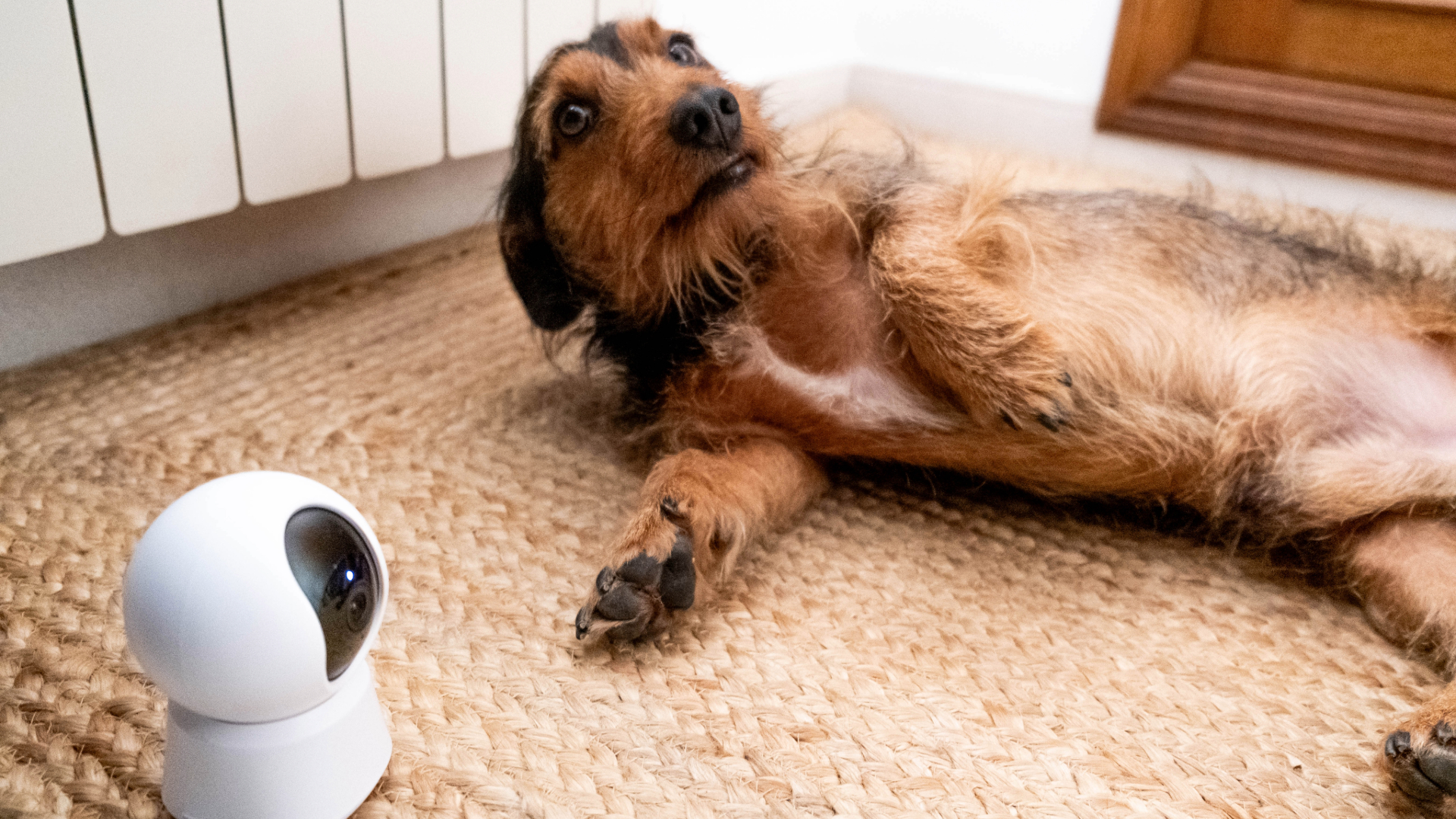 Dog lying down on a mat next to a camera