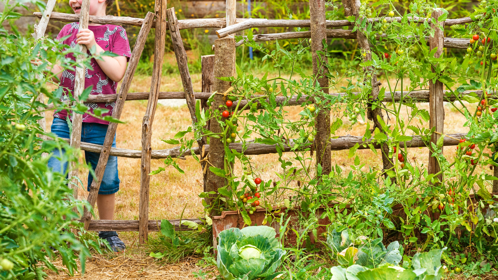 Growing vegetables vertically on a fence