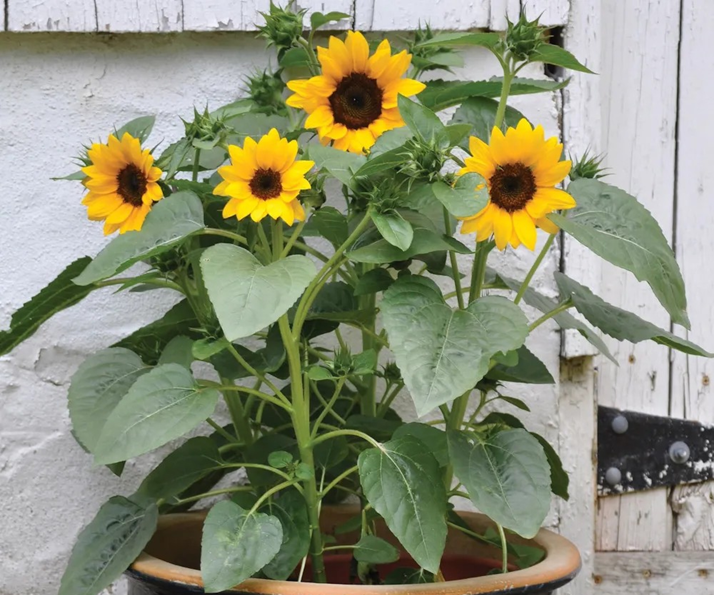 Burpee Sunflower, Sunny Bunch