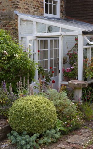 lean to greenhouse in a cottage garden with bushes, shrubs and flowers outside