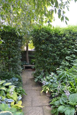 garden path in a north facing garden leading through a hedge