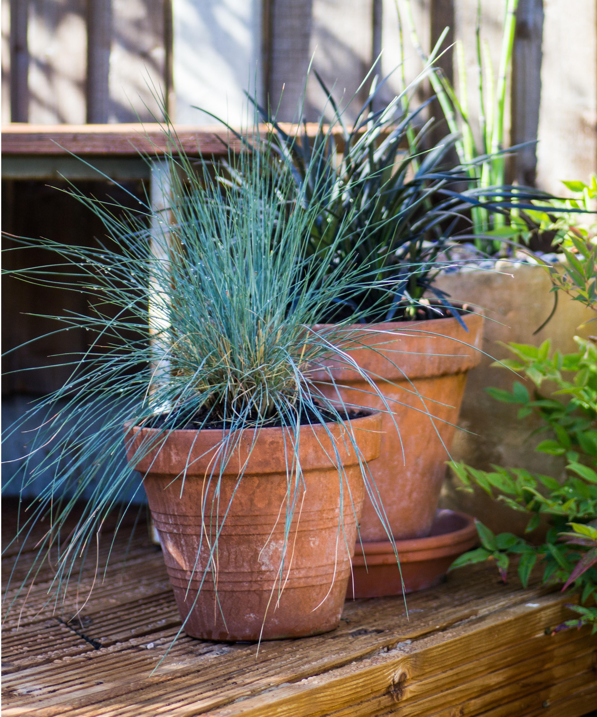 Ornamental grass in pots