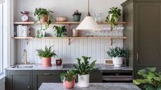 kitchen filled with houseplants, chinese money plants and pothos