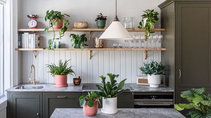 kitchen filled with houseplants, chinese money plants and pothos