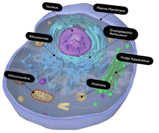 Eukaryote Google Search