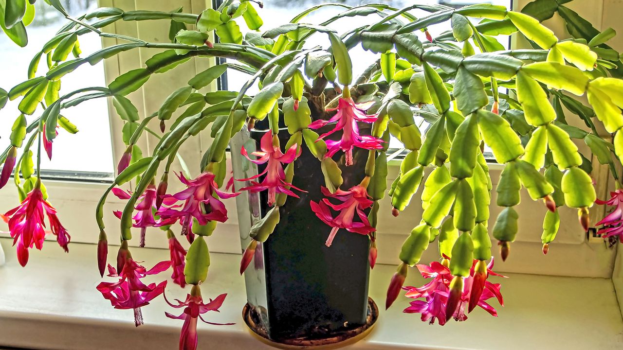 Christmas cactus in flower on windowsill