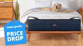 DreamCloud mattress sales and deals image shows the DreamCloud Luxury Hybrid mattress placed on a wooden bed frame and with a labrador lying on top