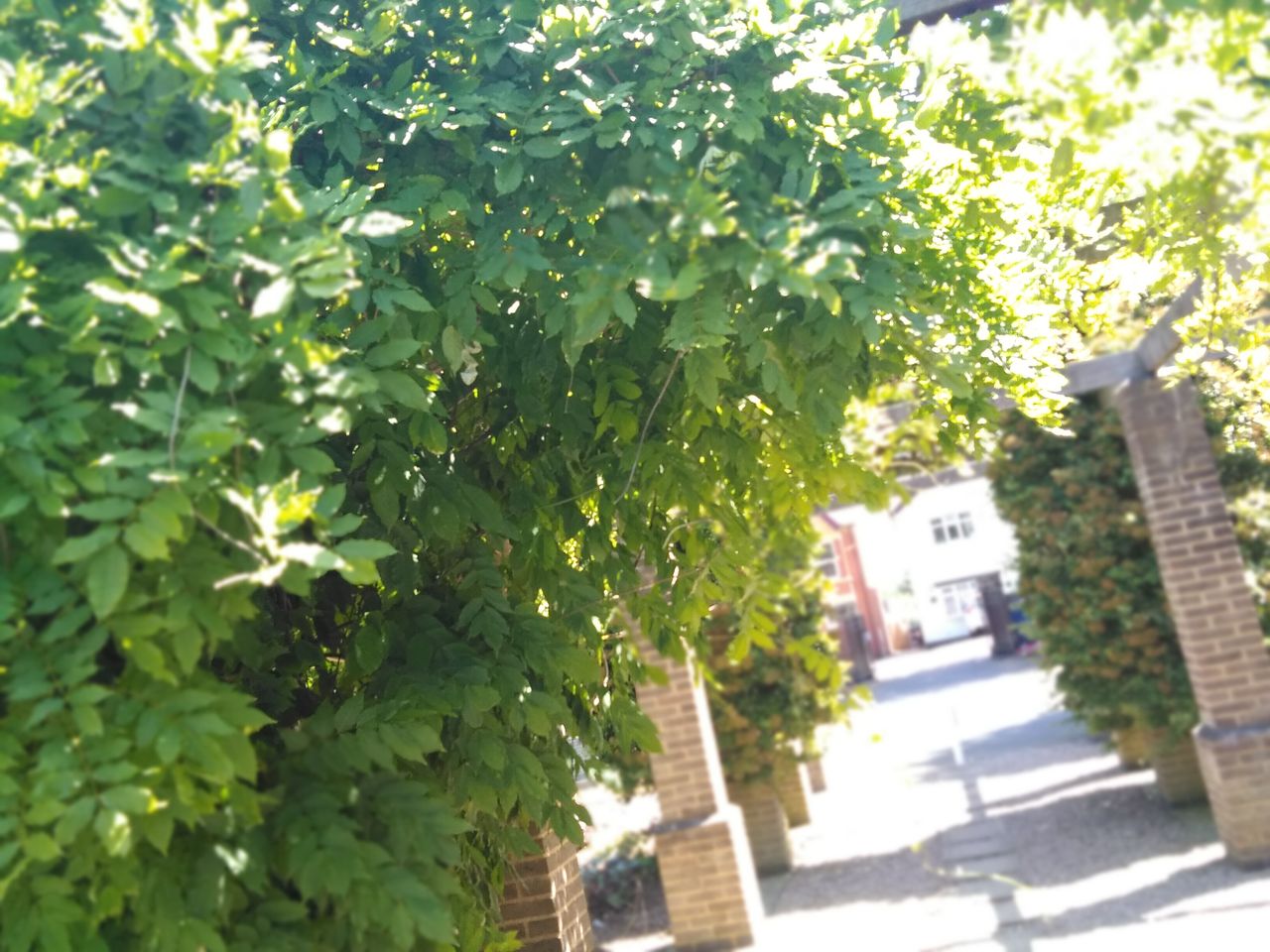 The Bokeh mode can sometimes get confused about what your main point of focus is.