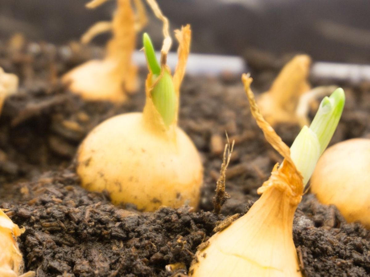 Heaving Of Bulbs Why Are Flower Bulbs Coming To Surface Gardening