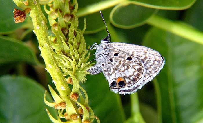 Miami blue butterfly, endangered species news, what butterflies are protected by law, florida butterflies, endangered butterflies