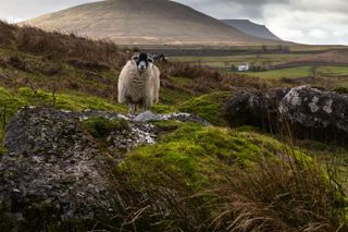 A sheep with Park Fell and Ingleborough beyond in the Yorkshire Dales - the sort of view farmers enjoy every day.