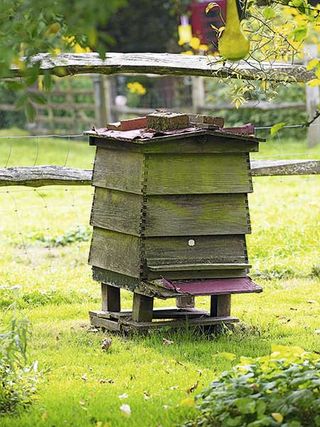 beehive in a garden in hampshire