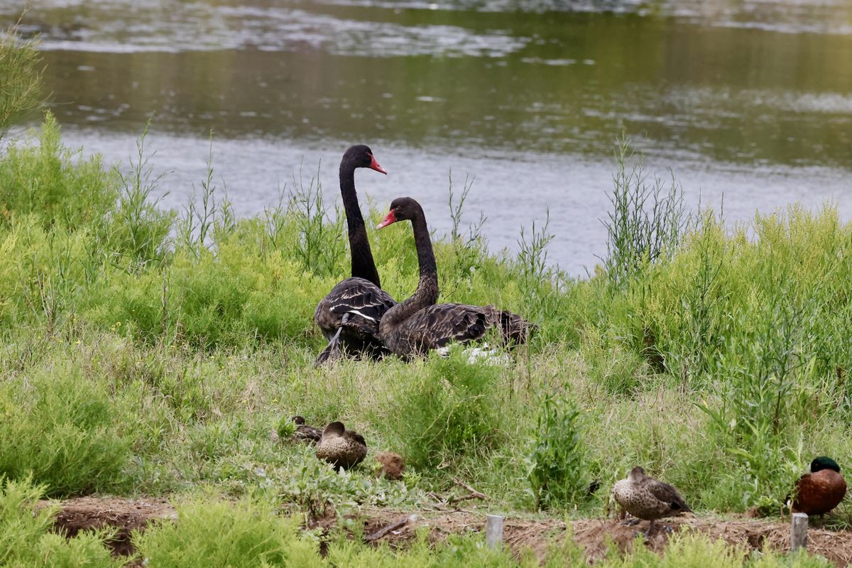 Canon RF 100-500mm f/4.5-7.1L IS USM sample shots