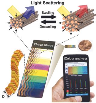 Berkeley engineers developed bio-inspired sensors made from bacteriophages (bacteria-targeting viruses) that mimic the collagen fibers in turkey skin. When exposed to target chemicals, the collagen-like bundles expand or contract, generating different colors. The researchers also created a mobile app to help analyze the sensor's color bands.