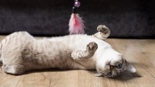 Cat lying on back playing with feather