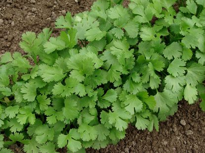 Green Cilantro Plant With Wooden Cilantro Sign