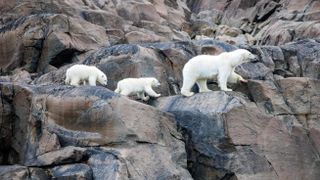 A family of polar bears on rocks in Our Planet II