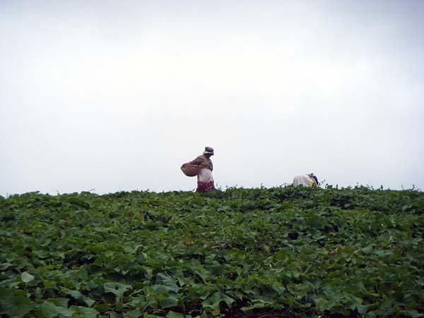 Sweet potato pickers in a field next to the prologue.