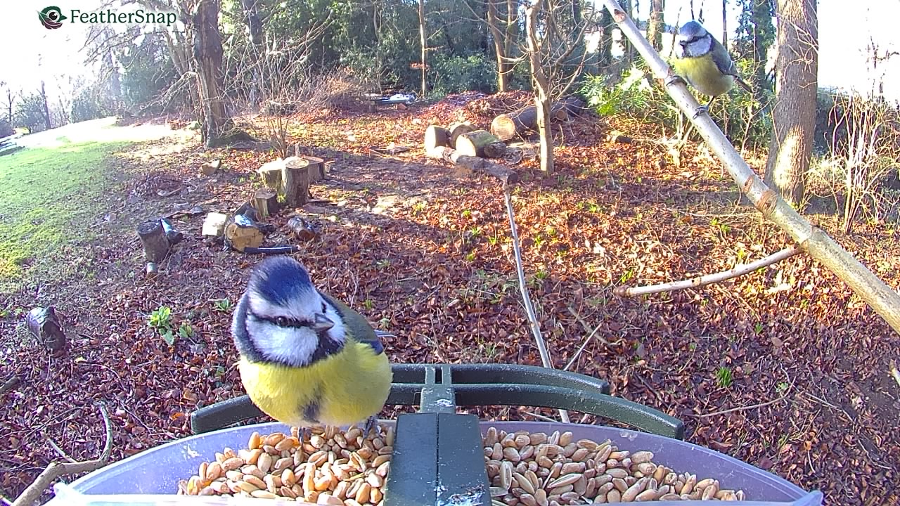 Garden bird on a bird feeder, taken with the FeatherSnap Scout bird feeder camera